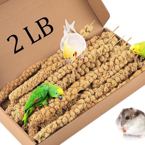 KATUMO 1.1LB Spray Millet Treat for Birds, Natual Sun-Dried Bird Millet Parrot Food for Parakeet Budgie Cockatiel Finches Lovebird Conure Parrots Hamster in Kuwait
