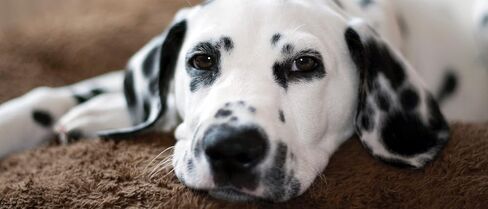 Stay Relax Pet Spray الروائح العلاجية بالزيوت العطرية الهادئة المريحة in Saudi Arabia