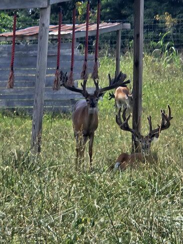DEER PIMP™ All Season Scrape Kit with ROID Rage – Scented Mock Scrape Rope by Real Deer + Roid Rage Buck Tarsal Ballz Lure for Rut & Whitetail Attraction in Saudi Arabia