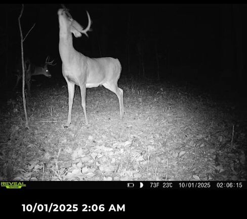 DEER PIMP™ All Season Scrape Kit with ROID Rage – Scented Mock Scrape Rope by Real Deer + Roid Rage Buck Tarsal Ballz Lure for Rut & Whitetail Attraction in Saudi Arabia