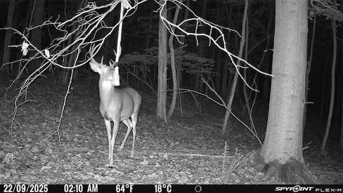 DEER PIMP™ All Season Scrape Kit with ROID Rage – Scented Mock Scrape Rope by Real Deer + Roid Rage Buck Tarsal Ballz Lure for Rut & Whitetail Attraction in Saudi Arabia