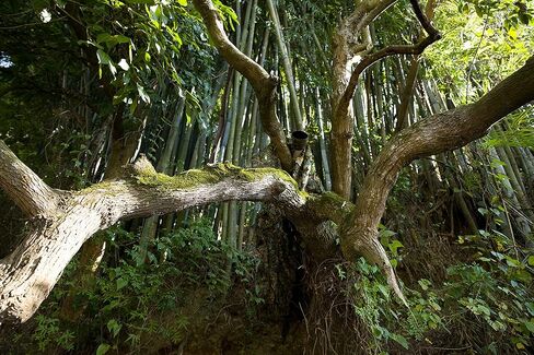 Ginsco 3D Leafy Camo Poncho Camoflage Woodland Cape Lightweight Ghillie Suit for Men, Ghillie Hood for Turkey Hunting Bird Watching Military Training Outdoor Airsoft Wildlife Photography Halloween in Kuwait