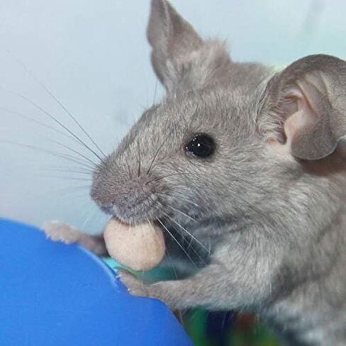 فيتاكرافت 2 عبوة من القطرات الصغيرة، 2.5 أونصة لكل واحدة، نكهة الموز والكرز، للجرذان والفئران الهامستر القزم in Kuwait