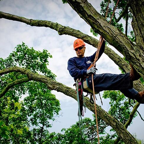 مسامير تسلق الأشجار، 304 من الفولاذ المقاوم للصدأ مع حزام جلدي قابل للتعديل، معدات مطورة لقطف الفاكهة، المراقبة، برتقالي in Kuwait