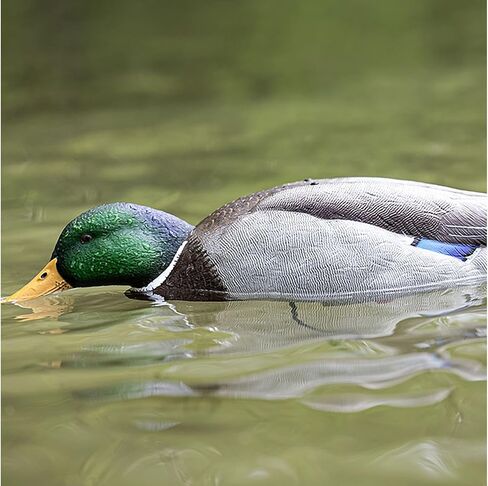 شرك تغذية البطة من Avian X Tip Up مالارد in Kuwait