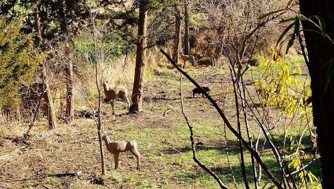 إدراج استبدال المنطق الميداني لأهداف الرماية ثلاثية الأبعاد Shooter Buck in Kuwait