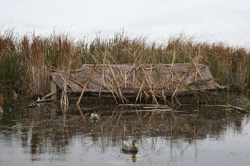 Beavertail 1800 Blind- Karma Wetland (يناسب القوارب مقاس 17 - 19 بوصة، وعرض يصل إلى 85 بوصة) in Kuwait