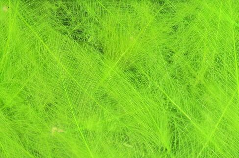 Hareline Fly Tying Cul de Canard (CDC) – Natural CDC Feathers for Fly Tying Dry Flies, Emergers & Comparaduns in Saudi Arabia