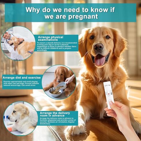 مجموعة أدوات اختبار الحمل للكلاب والقطط - اختبار البول في المنزل، دقيق بنسبة 98.8% مع نتائج خلال 5 دقائق، غير مؤلم وخالي من الإبر للعائلات التي لديها حيوانات أليفة متعددة (قطعة واحدة) in Kuwait