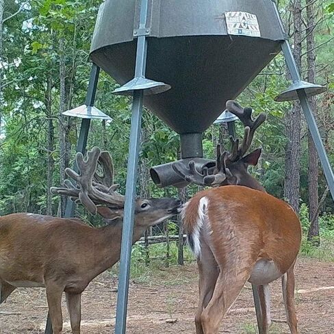 BOSS Buck Varmint قمع متين وخفيف الوزن من الفولاذ المجلفن الواقي للسنجاب مع براغي ذاتية التنصت لتغذية اللعبة، مجموعة من 3 in Kuwait