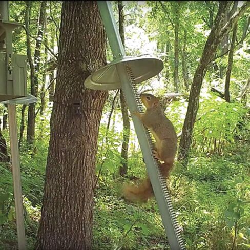 BOSS Buck Varmint قمع متين وخفيف الوزن من الفولاذ المجلفن الواقي للسنجاب مع براغي ذاتية التنصت لتغذية اللعبة، مجموعة من 3 in Kuwait