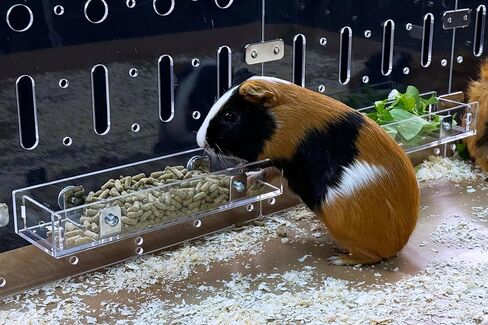 Guinealoft ™ Food Feeder - قل وداعًا للأوعية التقليدية! التغذية النهائية للحيوانات الأليفة الصغيرة مثل خنازير غينيا والأرانب والشينشيلات. صممه وصنعه أصحابها المحنك - غينيا دور علوي حصري in Kuwait