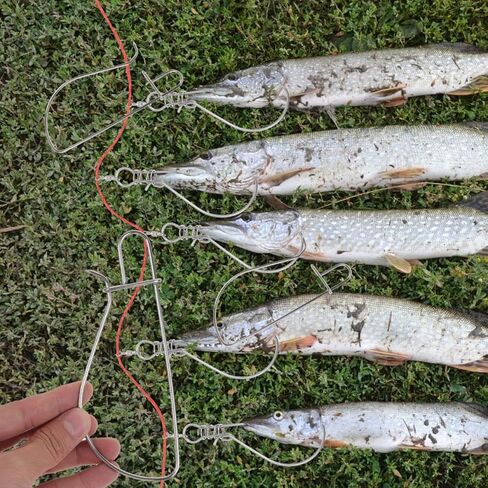 5pcs Stainless Steel Fish Clips Portable Fish for Outdoor Fishing High Strength Locking Buckles with Design for Keeping Alive and Secure in Saudi Arabia
