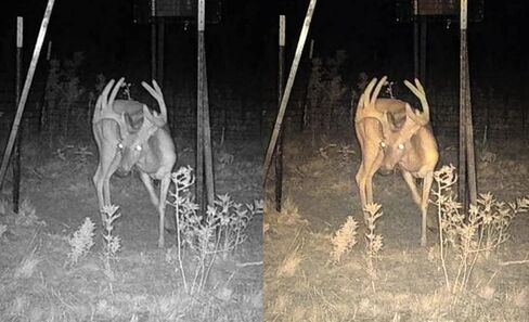 كاميرا Stealth Cam Connect الخلوية in Saudi Arabia