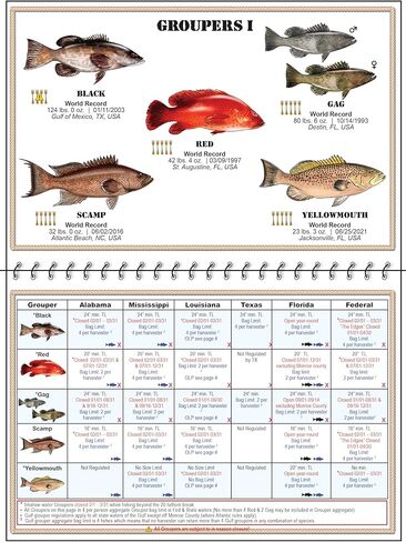 Gulf of Mexico | Gulf of America Saltwater Fish Identification Chart w/Rules, Regulations, Limits, & Sizes. 150 + Fish & Shark Photographs; Texas, Mississippi, Alabama, Louisiana Fishing ID Guide in Saudi Arabia