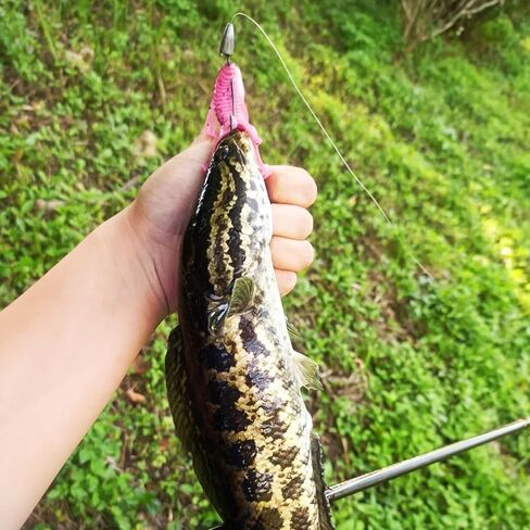 50 قطعة من طعم جراد البحر الناعم من البلاستيك لصيد الأسماك مع صندوق لصيد السمك لباس العين رمادية فاتحة اللون وسمك السلمون المرقط للمياه العذبة والمياه المالحة in Kuwait