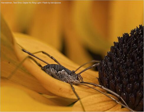 ضوء حلقي/فلاش LED مزدوج ماكرو من سامسونج NX500 (يتضمن المحولات/الحلقات الضرورية للتركيب على جميع عدسات سامسونج) in Kuwait