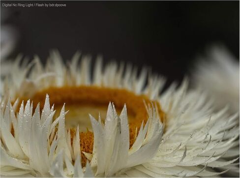 ضوء حلقي/فلاش LED مزدوج ماكرو من سامسونج NX500 (يتضمن المحولات/الحلقات الضرورية للتركيب على جميع عدسات سامسونج) in Kuwait