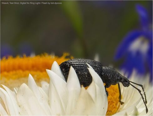 ضوء حلقي/فلاش LED مزدوج ماكرو من سامسونج NX500 (يتضمن المحولات/الحلقات الضرورية للتركيب على جميع عدسات سامسونج) in Kuwait