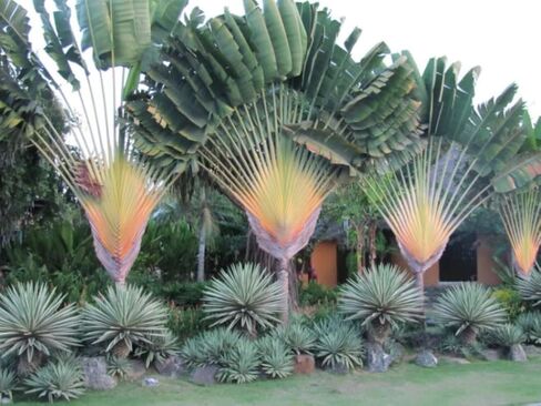 CAB See.ds for Garden Decoration, 5 Pcs Fan Plantain See.ds, Ravenala Madagascariensis See.ds | AA134DL in Saudi Arabia