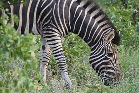 Canon Powershot SX30 هي عدسة تليفوتوغرافي عالية الجودة 2.2X (تتضمن حلقة محول العدسة) in Kuwait