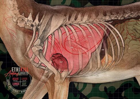 Deer Target 2-Sided Paper Range Targets (5pack) 18" x 26" for Archery & Rifle Hunters | Realistic Educational Anatomy Illustration by EthiKill… in Saudi Arabia