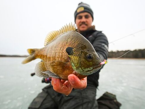 Northland Tackle Rigged Tungsten Pin Fry Ice Fishing Jig with Minnow Fry Body, 2 Pre-Rigged Jig Heads & 3 Extra Ice Fishing Plastics, Tungsten Jig Heads for Panfish, 1/16 Oz, Tiger Beetle in Saudi Arabia