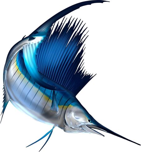 Sail Fish Beautiful Fish Decal | Fishing Decal for Boat, Car, Vehicle, Truck Etc. | Waterproof Vinyl Sticker | Many Sizes & Styles Available | 12" to 40" by Digital Fish Art (Medium, Position 2) in Saudi Arabia