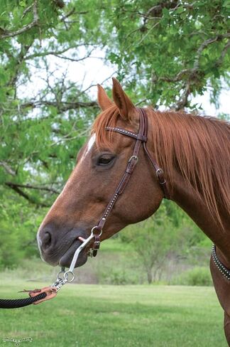 تك شاك أوكالا - دائرة Y سبوت أكسنت بروباند هيدستال، جلد هيدستال، هيدستال، حاجب هيدستال، ويسترن هيدستال، لجام غربي، لجام، رأس حصان in Kuwait