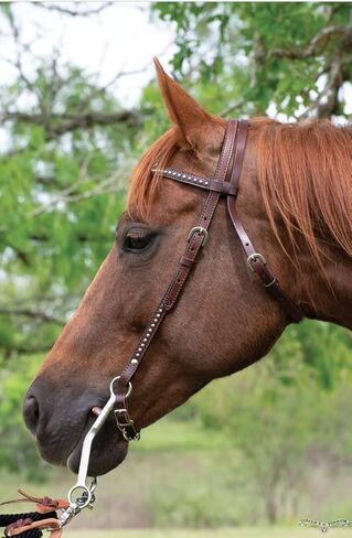 تك شاك أوكالا - دائرة Y سبوت أكسنت بروباند هيدستال، جلد هيدستال، هيدستال، حاجب هيدستال، ويسترن هيدستال، لجام غربي، لجام، رأس حصان in Kuwait