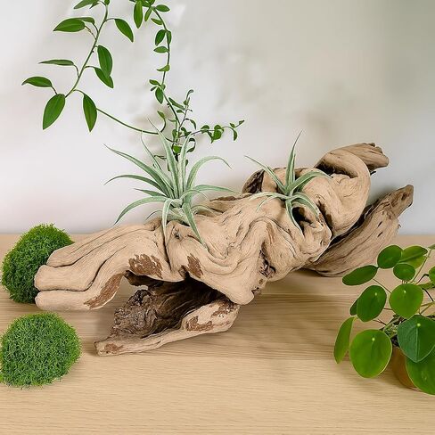 Koyal Wholesale 24" Hollow Grapewood Branch Decor 1Pcs Grapewood Centerpiece Vase Air Plants Sand Blasted Grapevine Wood Untreated Terrarium Wood Driftwood Decor in Saudi Arabia