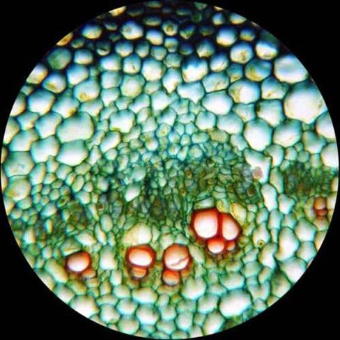 AmScope M158C-E1 40X-1000X Biology Science Metal Glass Student Microscope with a 1.3MP USB Digital Imager Size: 1.3 MP USB digital camera in Saudi Arabia