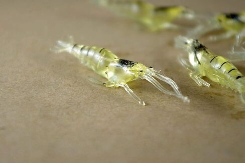 10Pcs Simulation Fake Bait Grass Shrimp Lures 4cm Soft Shrimp Bait Fishing Gear, Fishing Soft Plastic Lures in Saudi Arabia