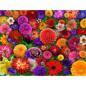 Springbok Blooming Every Daisy 500 Piece Jigsaw Puzzle for Adults - Colorful Flower Collage - Unique Cut Pieces - Great for Relaxing and Mindful Activity - Finished Size 23.5" x 18"