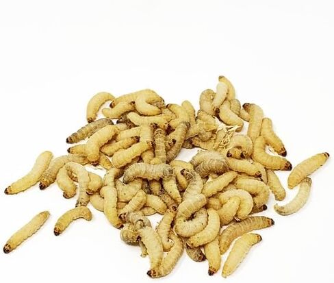 NutriCricket 1000 قسط الديدان الشمعية الحية أغذية الحيوانات الأليفة وطعم الصيد in Kuwait