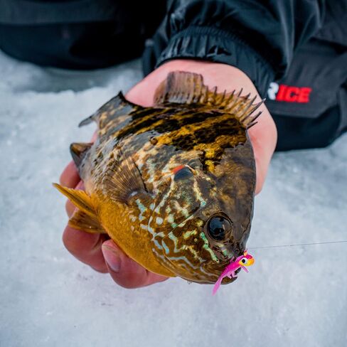 Northland Fishing Tackle Impulse Rigged Tungsten Mayfly Jig for Ice Fishing Panfish - This Hook Makes For the Pefect Fishing Gear - This Soft Lure Is Great For Many Freshwater Fish (Woodtick, 1/16 Oz) in Saudi Arabia