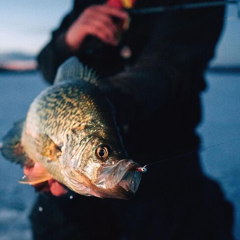 Northland Fishing Tackle Impulse Rigged Tungsten Mayfly Jig for Ice Fishing Panfish - This Hook Makes For the Pefect Fishing Gear - This Soft Lure Is Great For Many Freshwater Fish (Woodtick, 1/16 Oz) in Saudi Arabia