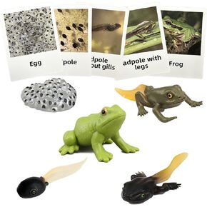 Mbrain 4pcs Bee Growth Cycle with Flash Cards,Life Cycle Learning & Education Toys,Montessori Toys,Gift for Girl & Boy for 3 4 5 6 7 Year Old (Bee)