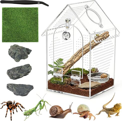 Cycodo Jumping Spider Enclosure in Saudi Arabia
