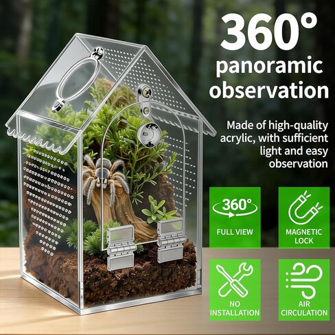 Cycodo Jumping Spider Enclosure in Saudi Arabia