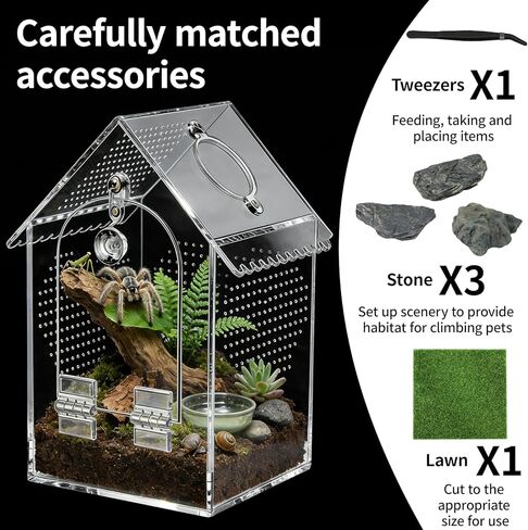 Cycodo Jumping Spider Enclosure in Saudi Arabia