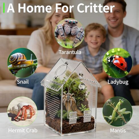 Cycodo Jumping Spider Enclosure in Saudi Arabia