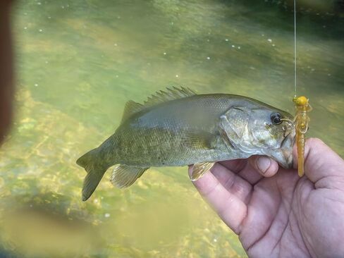 Rebel LIVEFLEX™ Creek Creature من البلاستيك الناعم in Kuwait