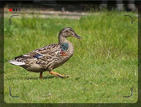 أوليمبوس E-500 عدسة التركيز اليدوي عالية الطاقة 1000 ملم in Kuwait