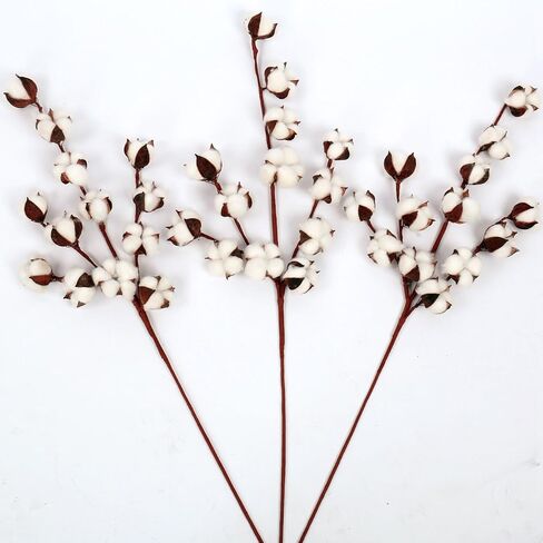 حزمة مثالية مكونة من 6 سيقان قطنية - طول 31 بوصة - 12 كرة قطنية لكل جذع ساق قطنية مرنة حقيقية زهور ريفية لديكور المنزل قطعة مركزية لحفلات الزفاف على طراز المزرعة in Kuwait