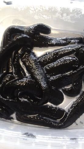 Bio Leeches 3 عبوات تبدو وأسماك مثل العلقات الحقيقية in Kuwait