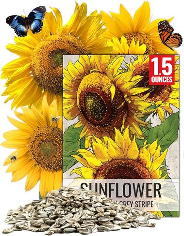 احتياجات البذور، أكثر من 300 بذور عباد الشمس كبيرة الحجم مخططة باللون الرمادي للزراعة (Helianthus annuus) تجذب زهور الشمس العملاقة هذه الطيور الطنانة والنحل والفراشات (الملقحات) بكميات كبيرة in Kuwait