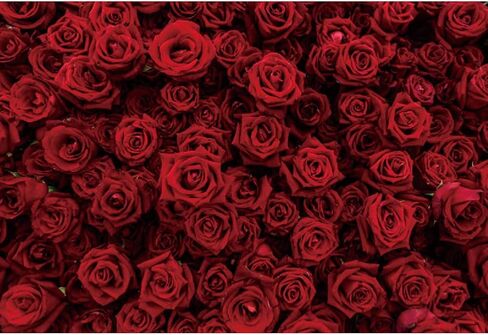 Laeacco Vintage Red Rose Flower Wall Backdrop 12x8ft Romantic Floral Flowers Photography Background Valentine Mother's Day Bridal Shower Wedding Happy Anniversary Party Decor Wallpaper Photo Studio in Saudi Arabia