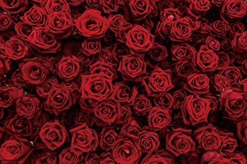 Laeacco Vintage Red Rose Flower Wall Backdrop 12x8ft Romantic Floral Flowers Photography Background Valentine Mother's Day Bridal Shower Wedding Happy Anniversary Party Decor Wallpaper Photo Studio in Saudi Arabia