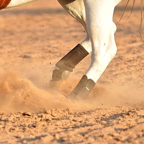 حذاء كلاسيكي من شركة Equine ProTech Hind Splint in Saudi Arabia